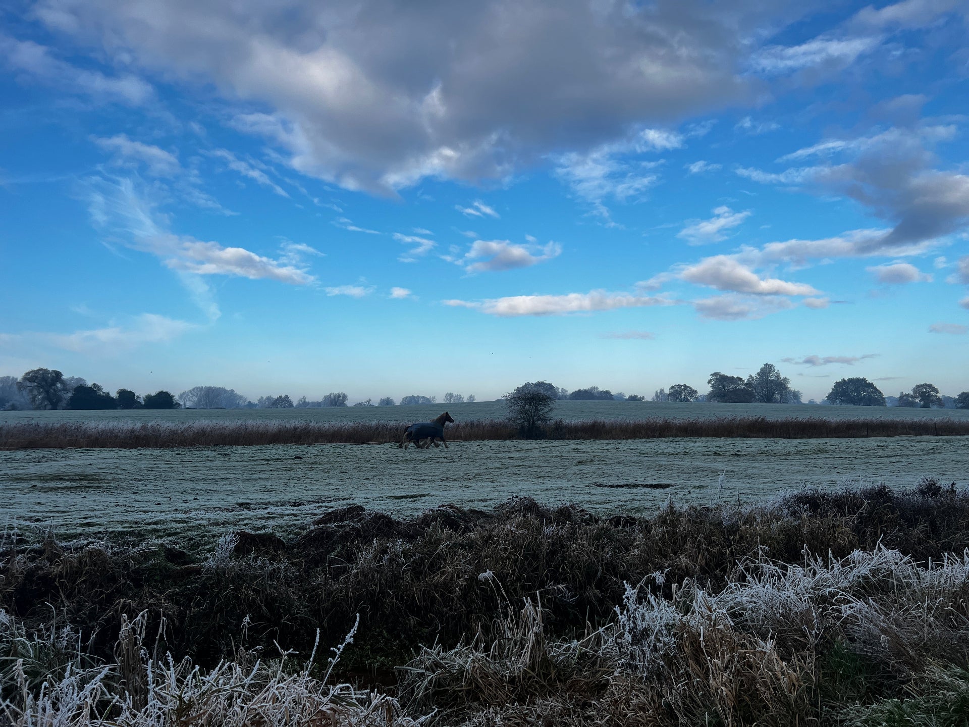 suffolk meadow with frost, early afternoon sunshine