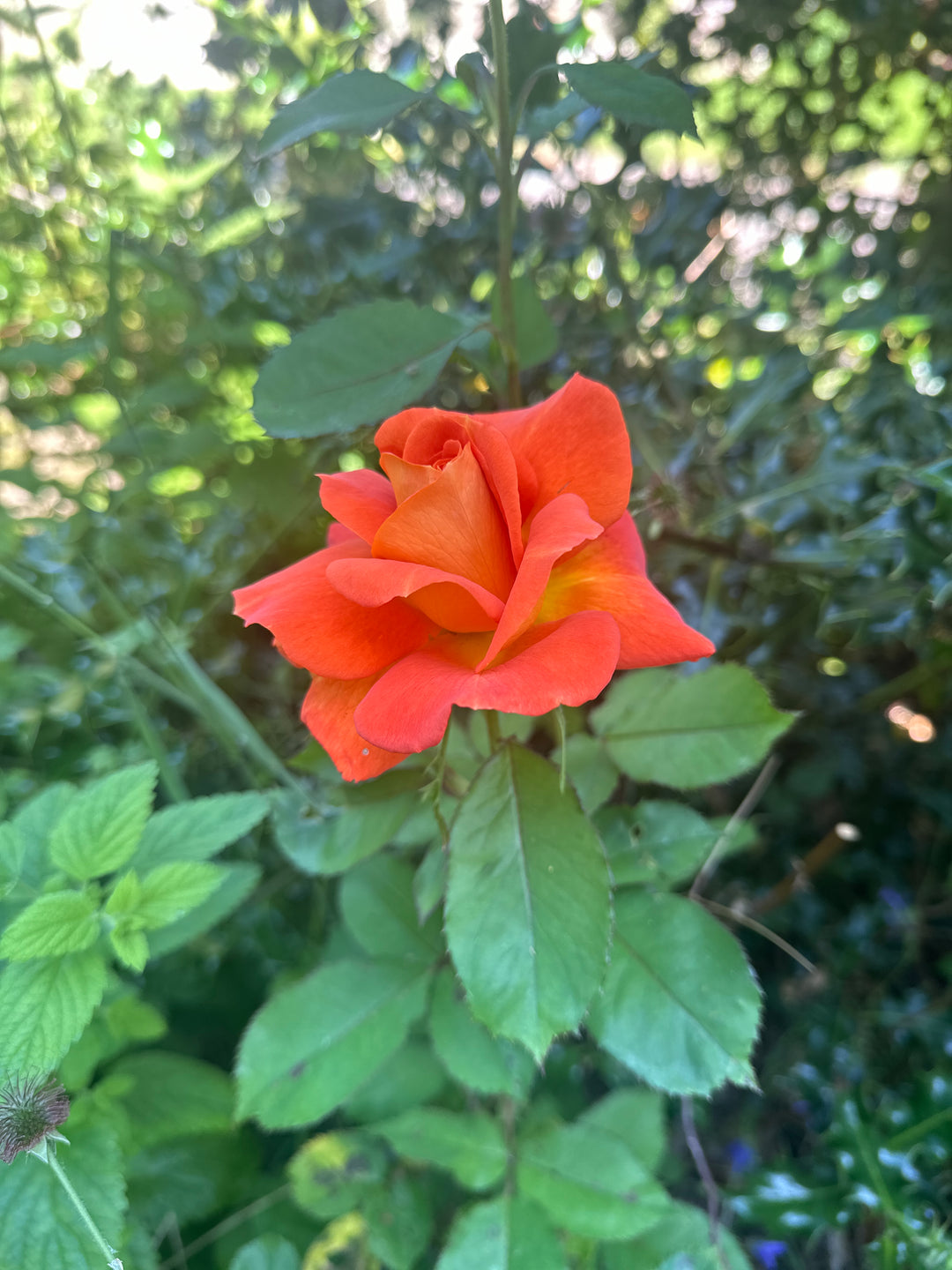 July: The Beauty of Edible Flowers