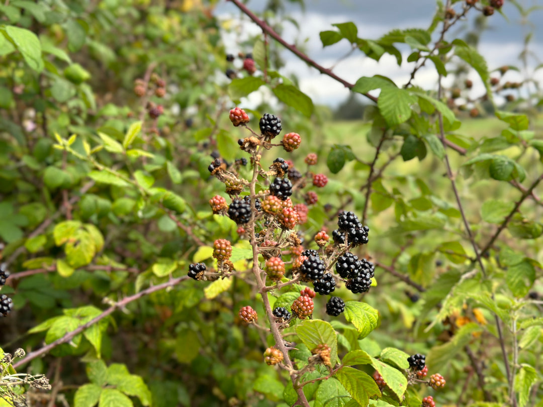 August: Foraging for Late Summer Ingredients