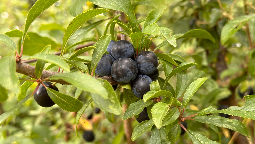 September Sloes